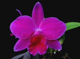 Cattleya Seagulls Crawfish Pie Diamond Orchids AM/AOS 81 pts.